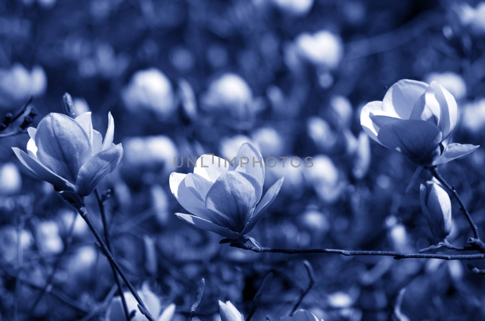 Beautiful night Flowers of a Magnolia Tree