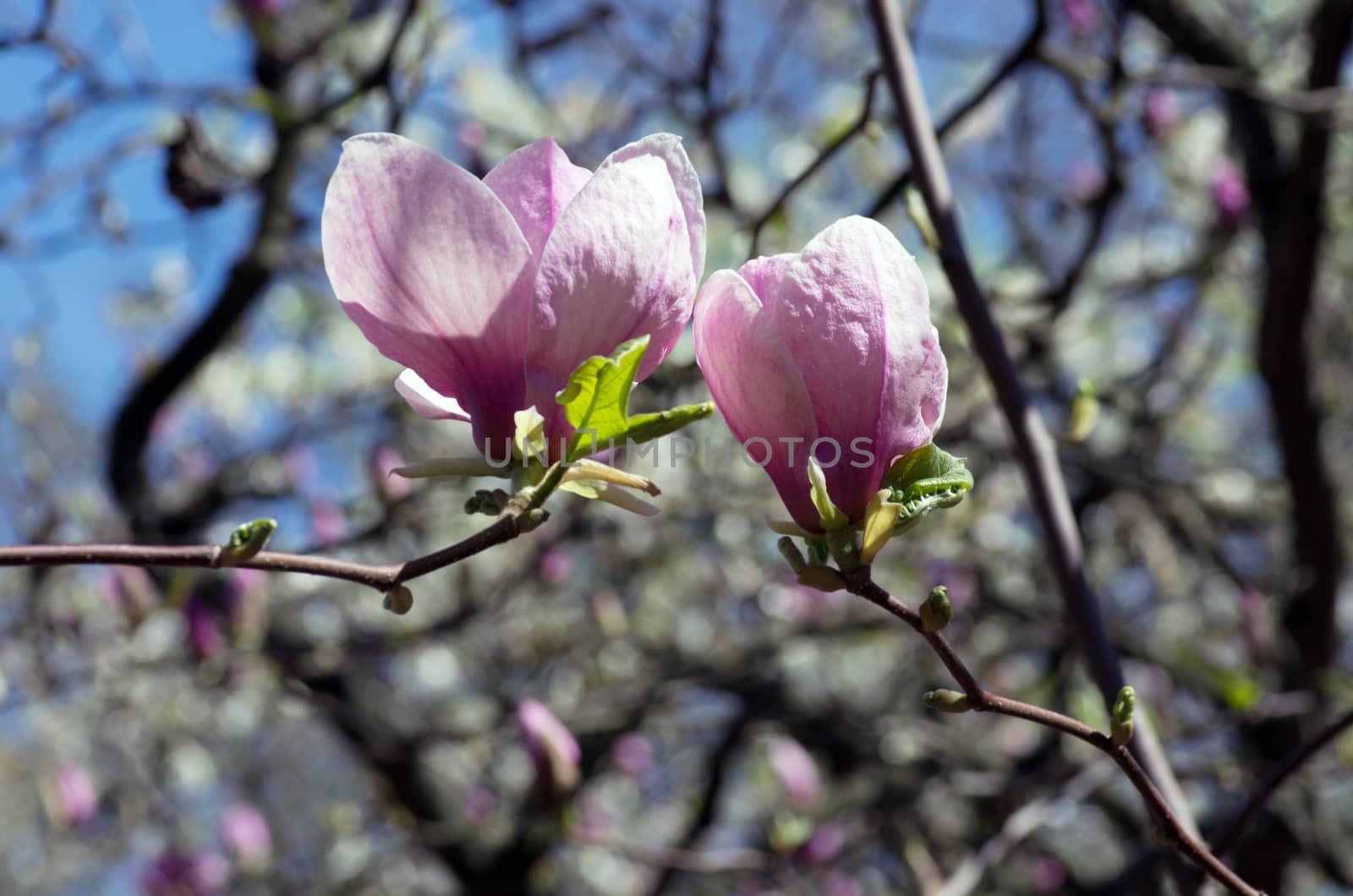 Beautiful  Flowers of a Magnolia Tree