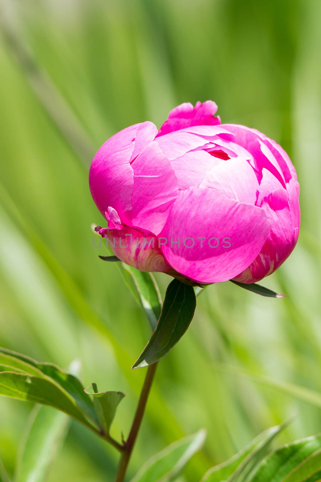 In the picture depicts a beautiful pink peony