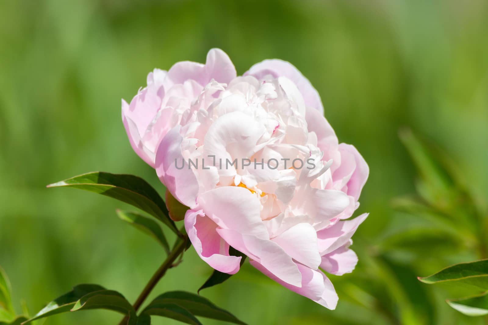 In the picture depicts a beautiful pink peony