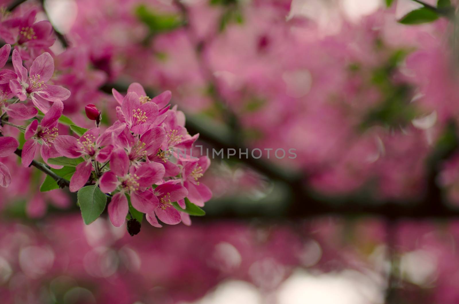 Chinese flowering crab-apple, wild apple flowers by dolnikow