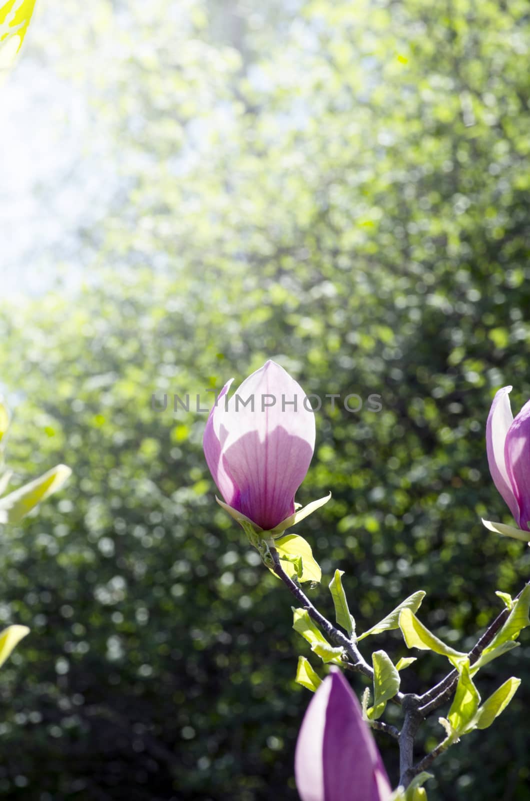 Beautiful Flowers of a Magnolia Tree. Soft focus