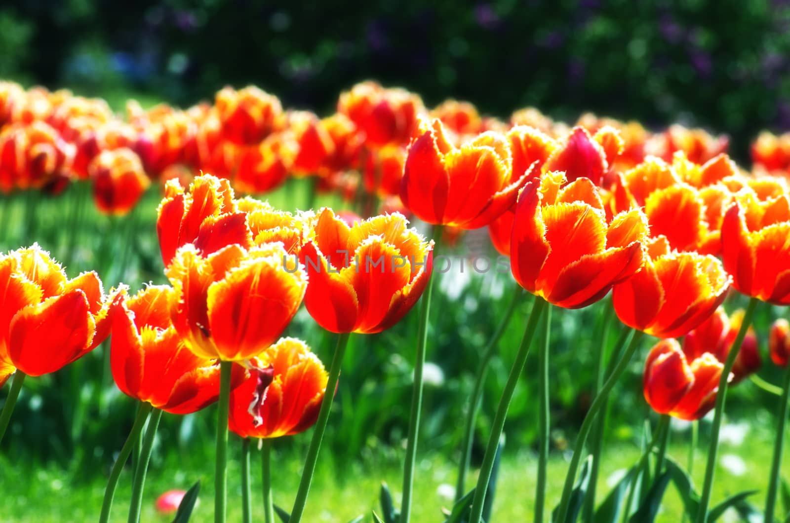 Spring background with tulips over natural background