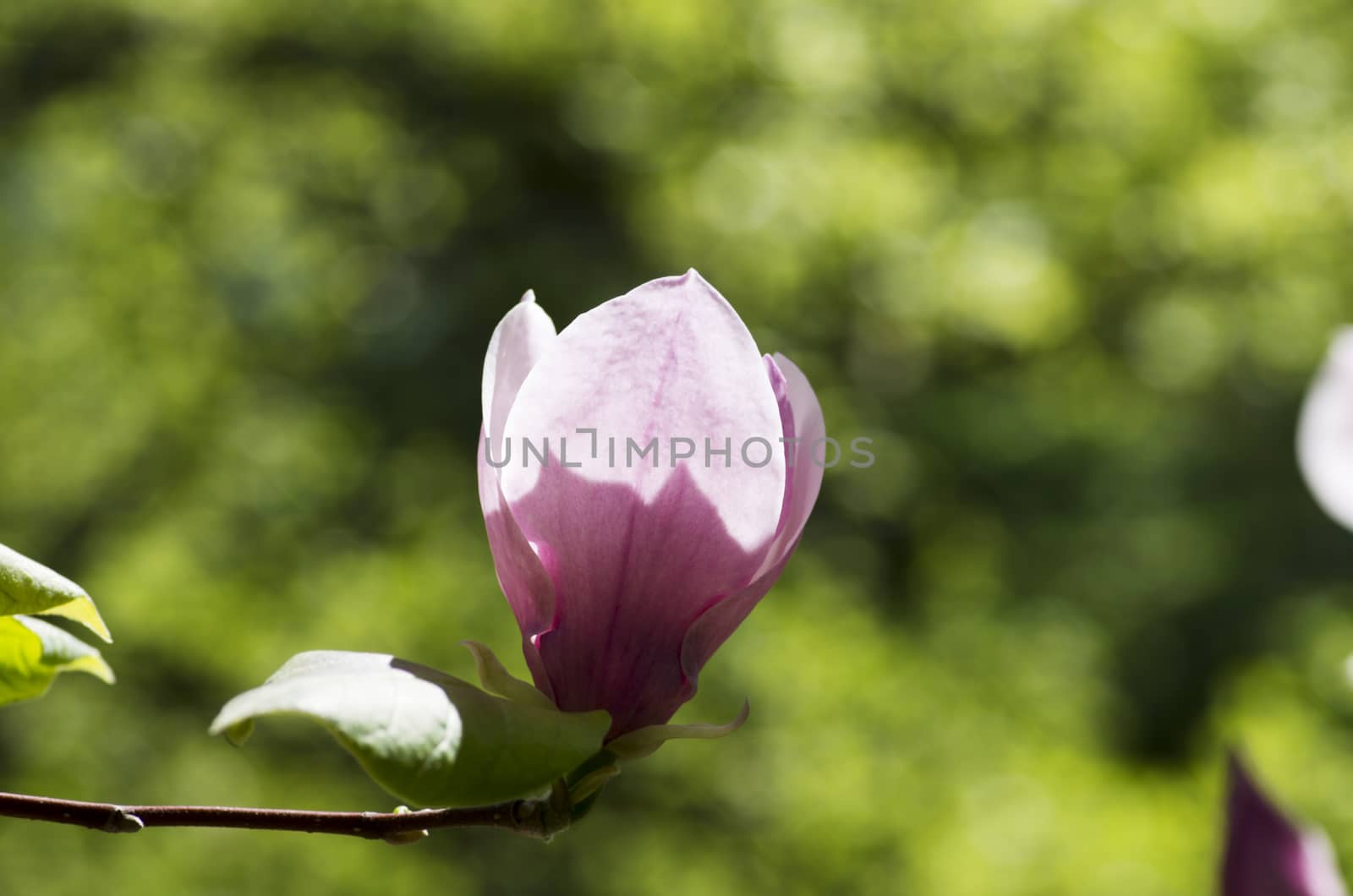 Beautiful  Flowers of a Magnolia Tree