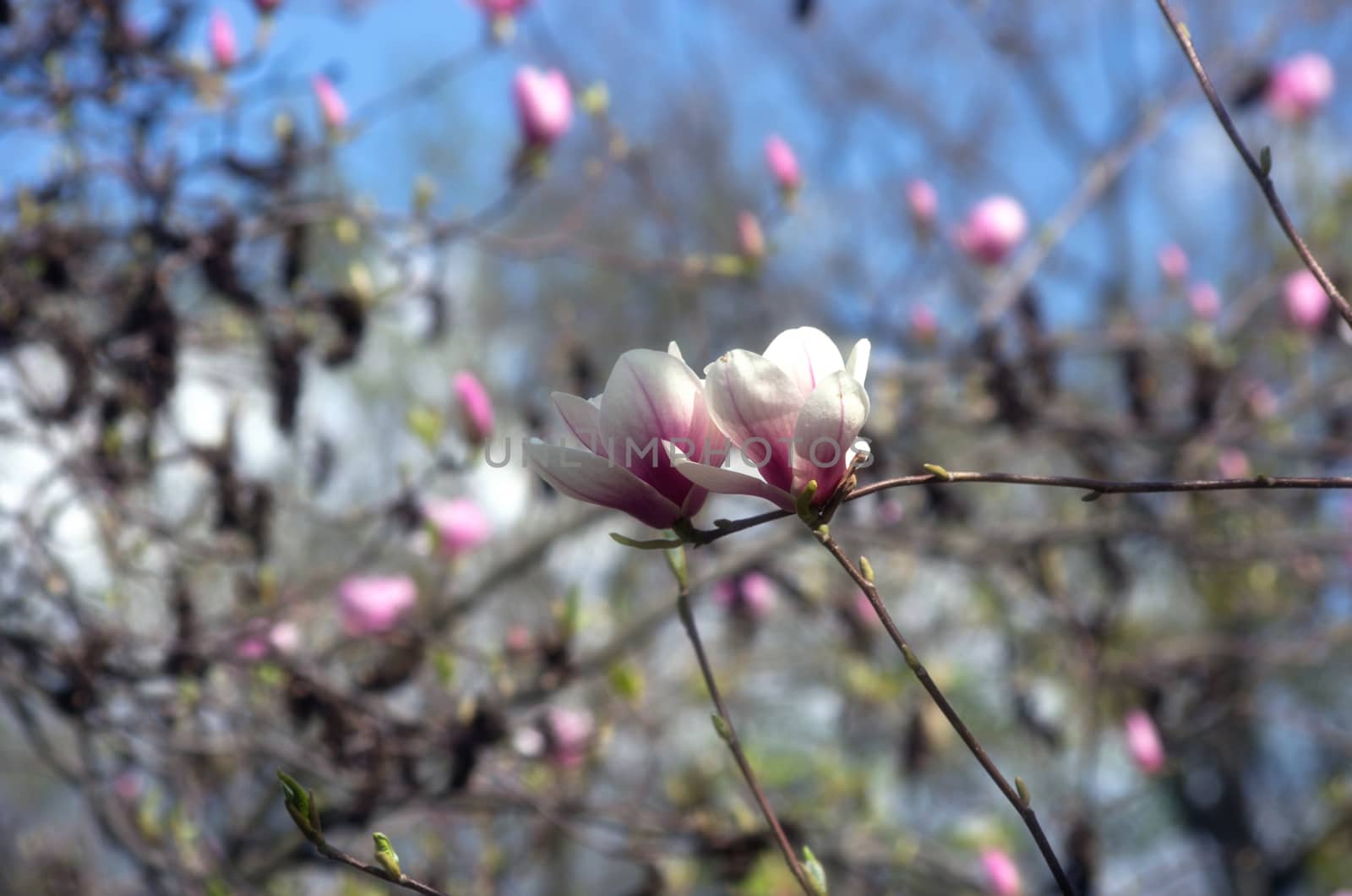 Beautiful Flowers of a Magnolia Tree. Soft focus.