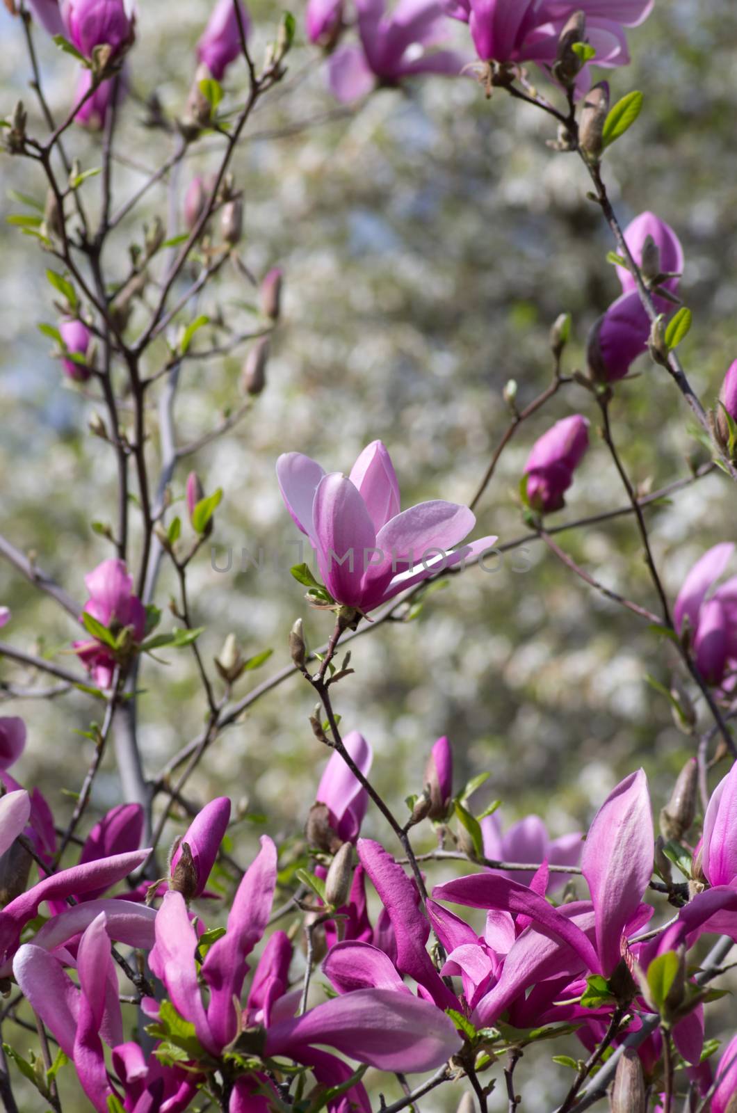 Beautiful Flowers of a Magnolia Tree by dolnikow