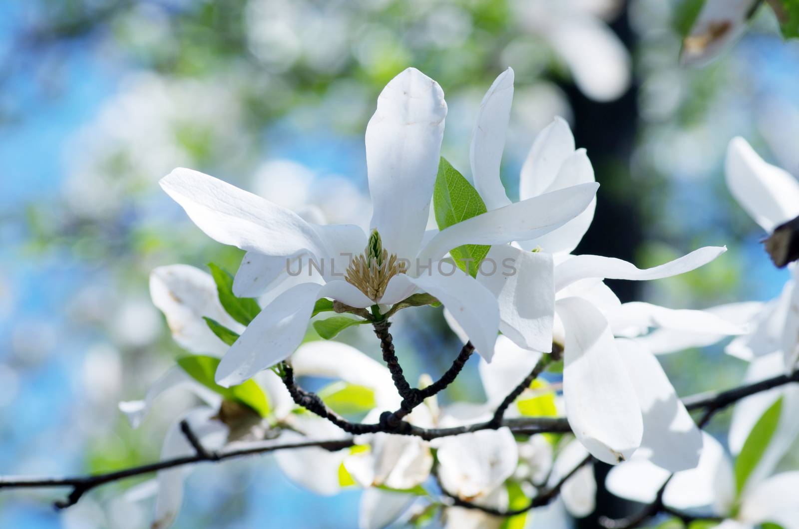  White magnolia flower against the sky close-up