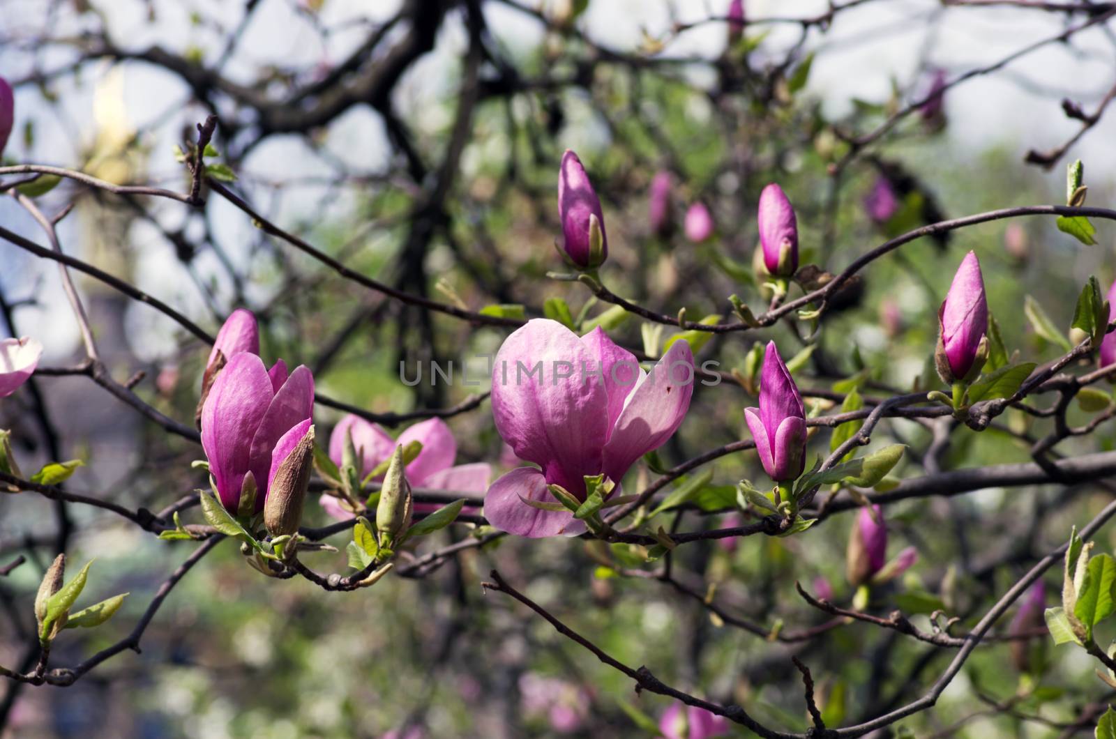 Beautiful Flowers of a Magnolia Tree by dolnikow