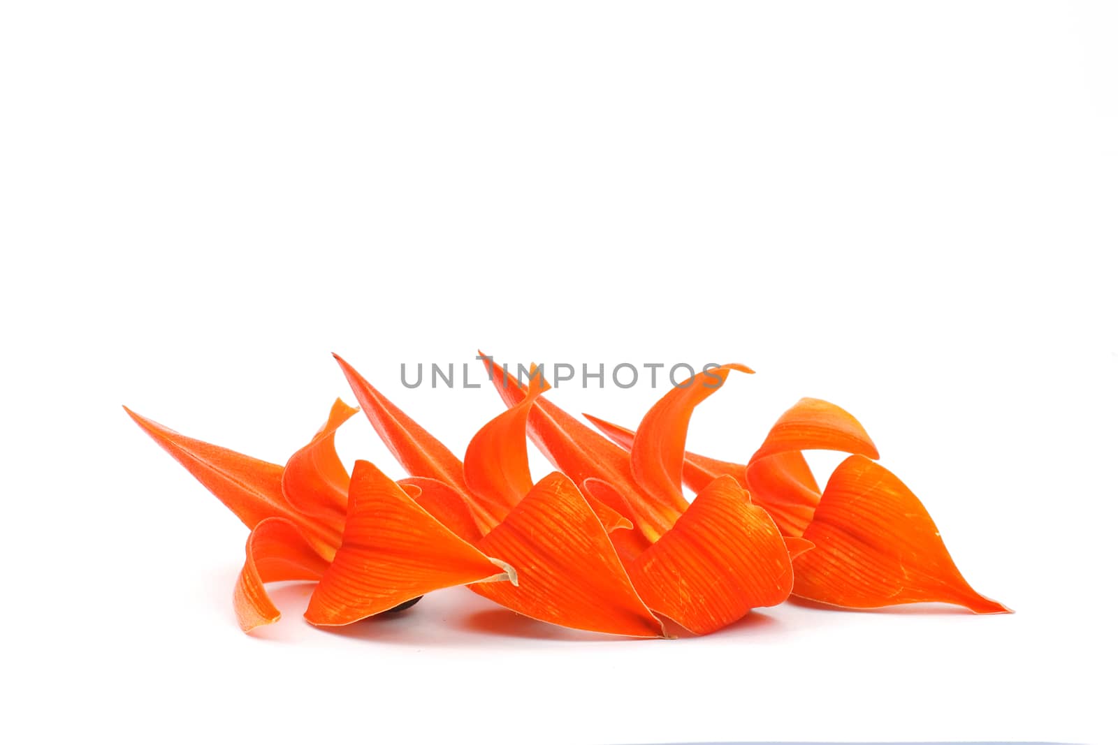 Bastard Teak Flower on white background. Petals of Bastard Teak Flower on white background.