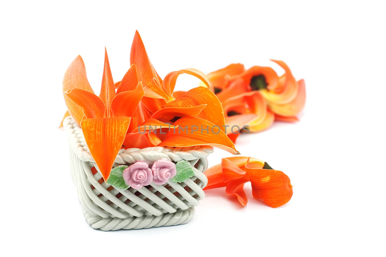 Petals of Bastard Teak Flower in ceramic basket on white background.