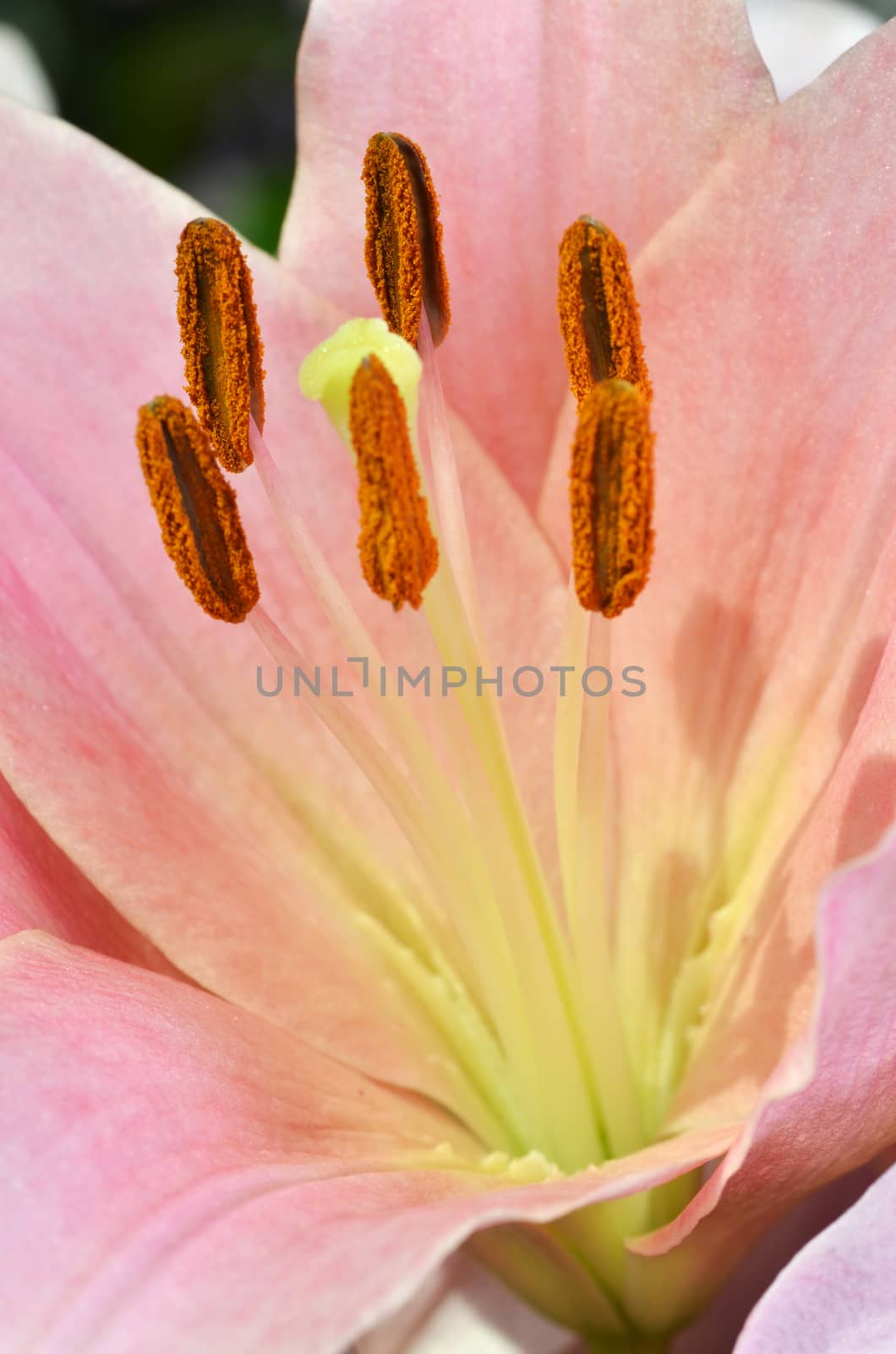 Close up of stamen and pistil of Lily flower