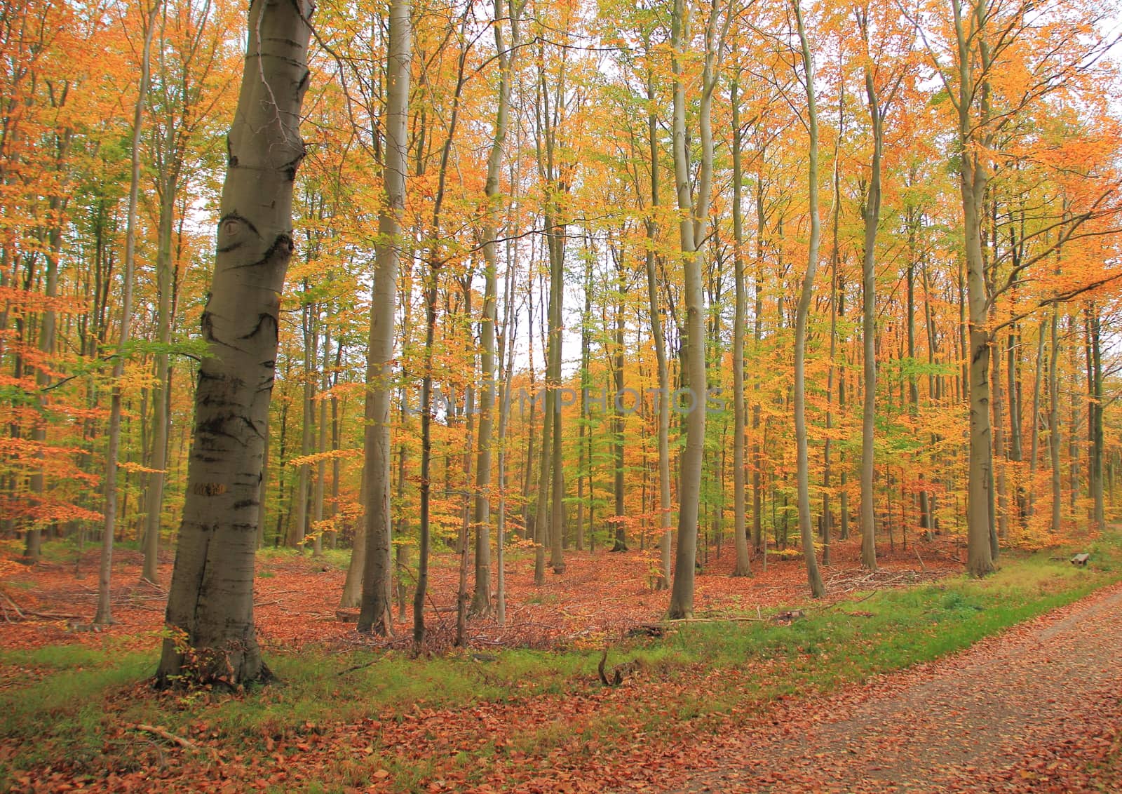 Trail in autumn forest with beautiful colors