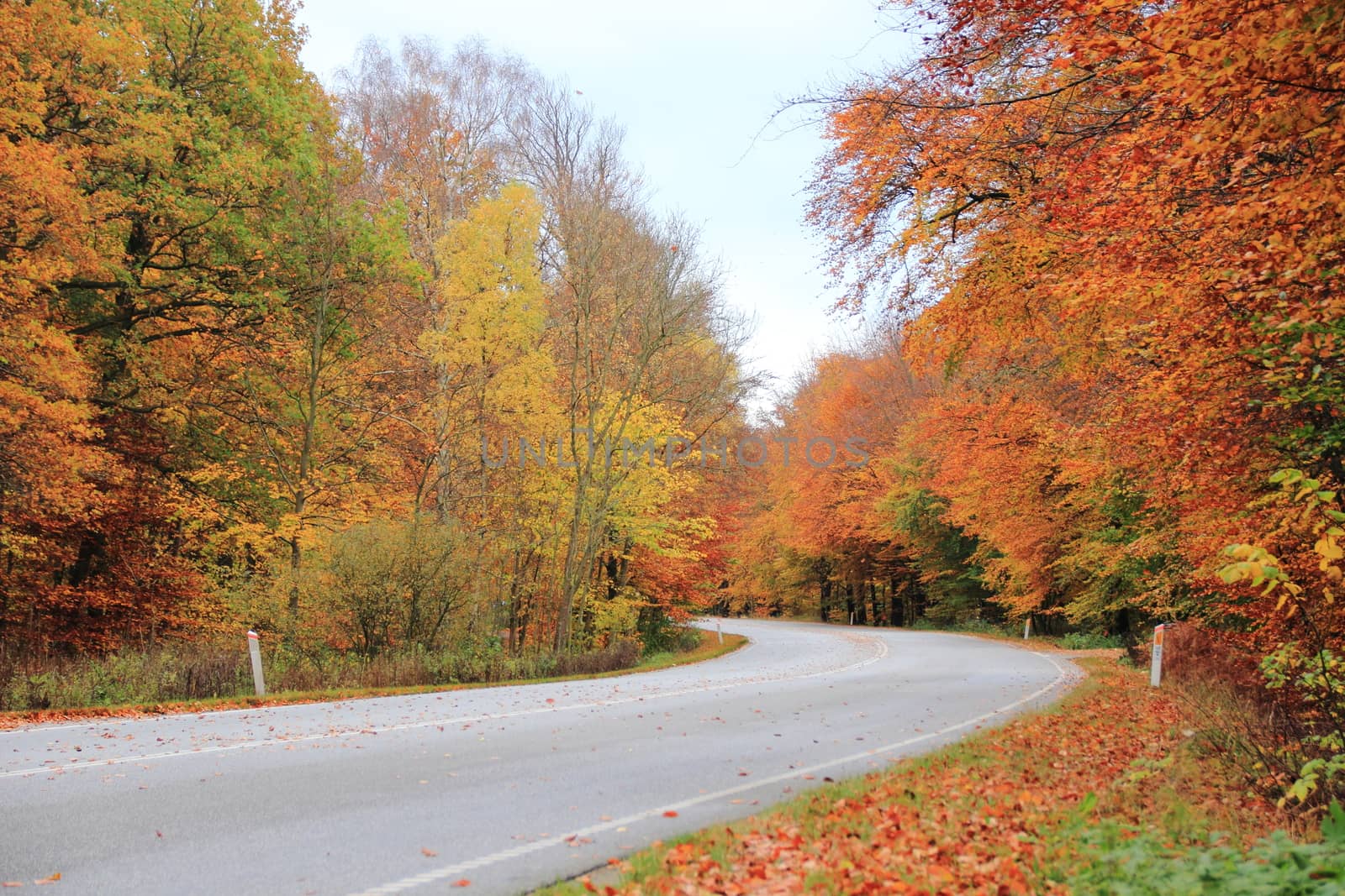 Empty road in autumn forest with beautiful colors