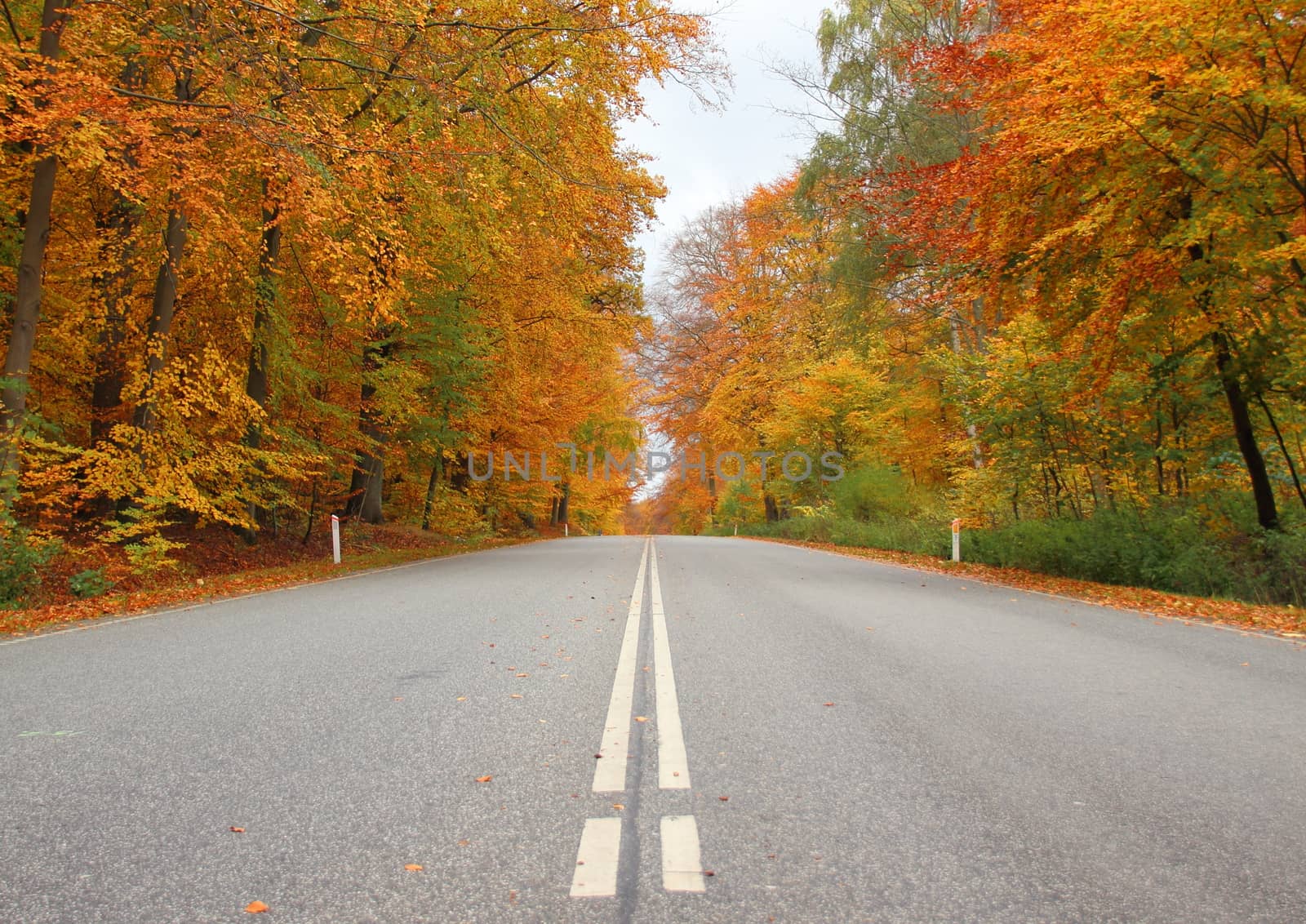 Center stripes on road in autumn forest with beautiful colors