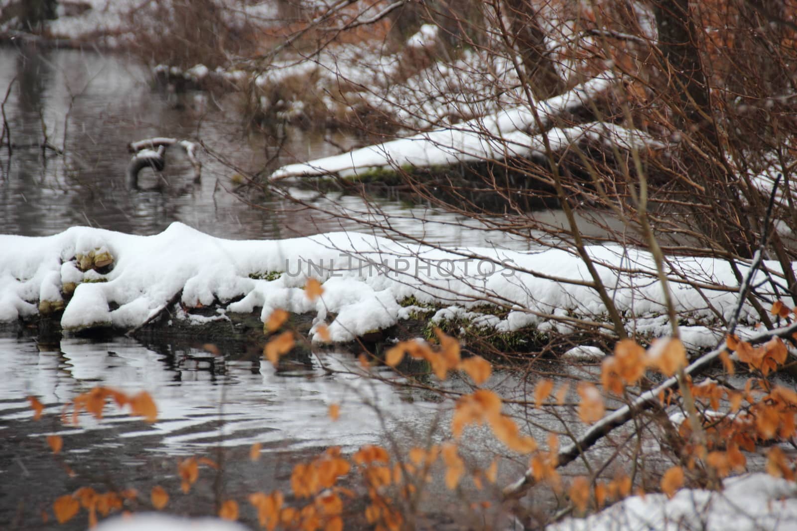 Cold winter forest lake with tree and snow