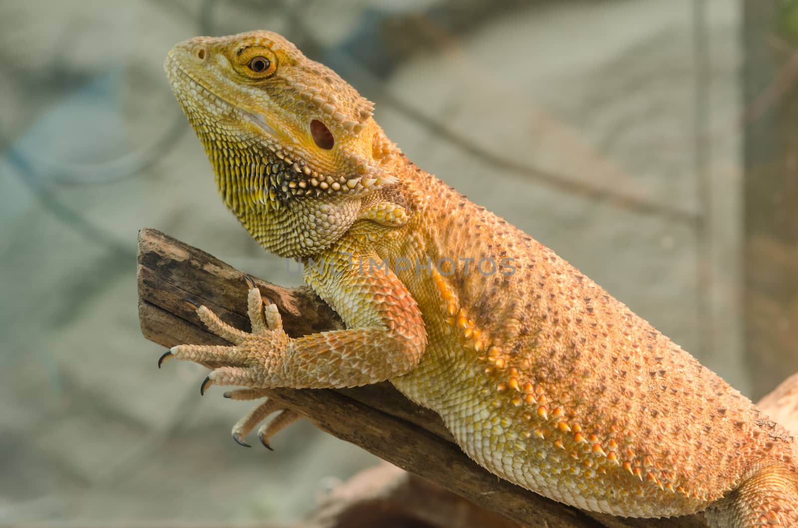 Bearded Dragon climbing a tree taken in a shallow depth of field.