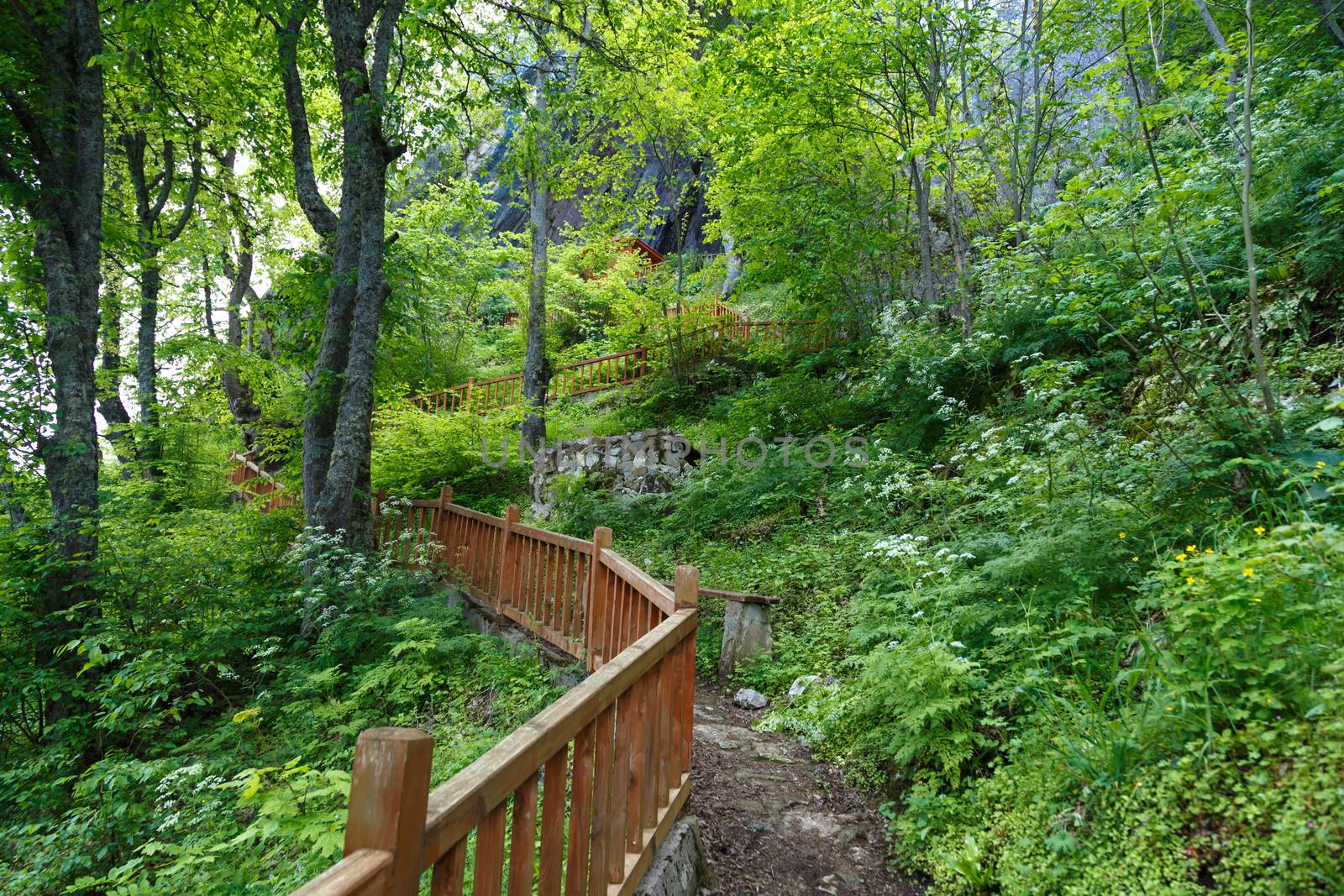 Landscape view of intense Black Sea forests with green trees, meadow area and wooden stairs.