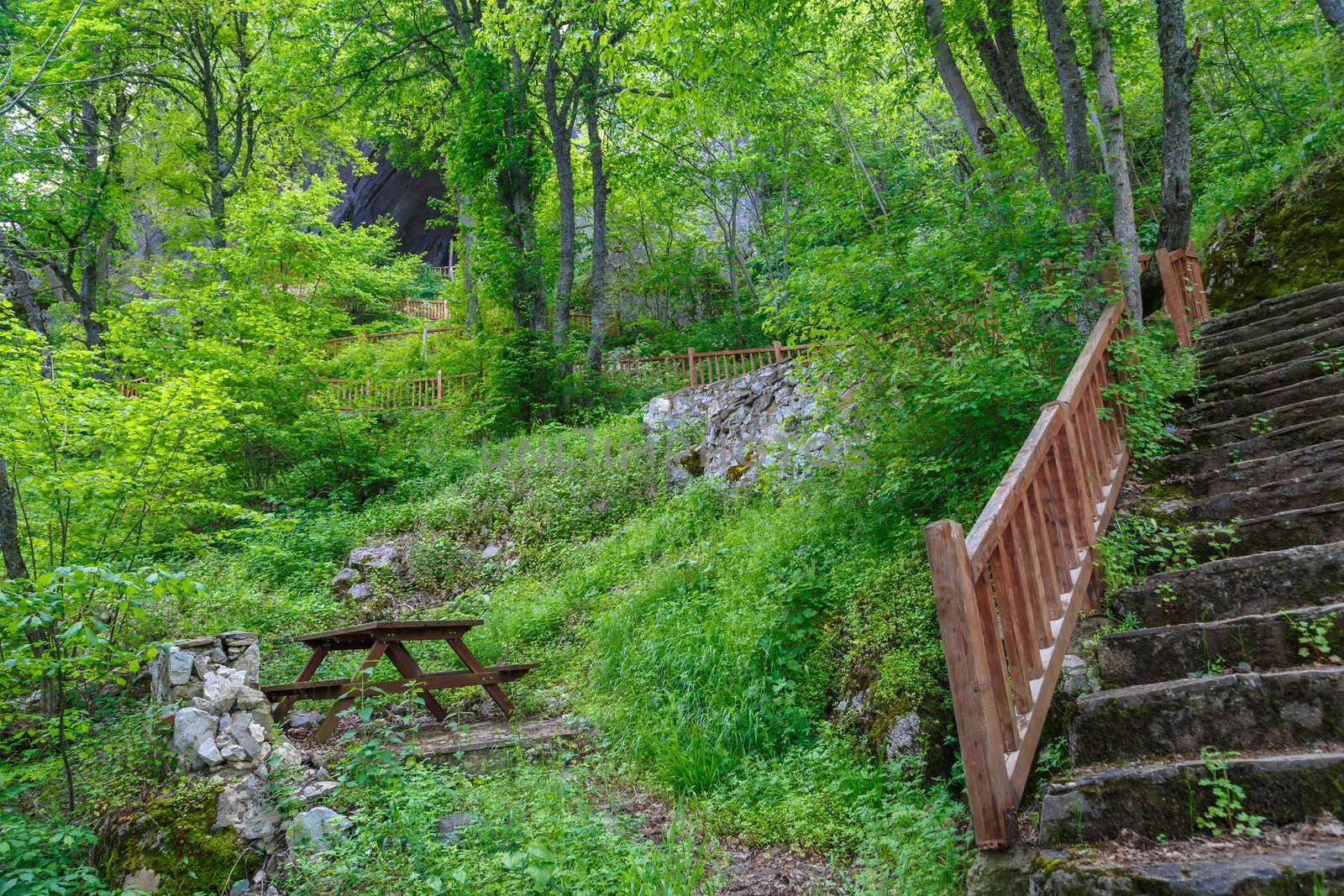 Landscape view of intense Black Sea forests with green trees, meadow area and wooden stairs.