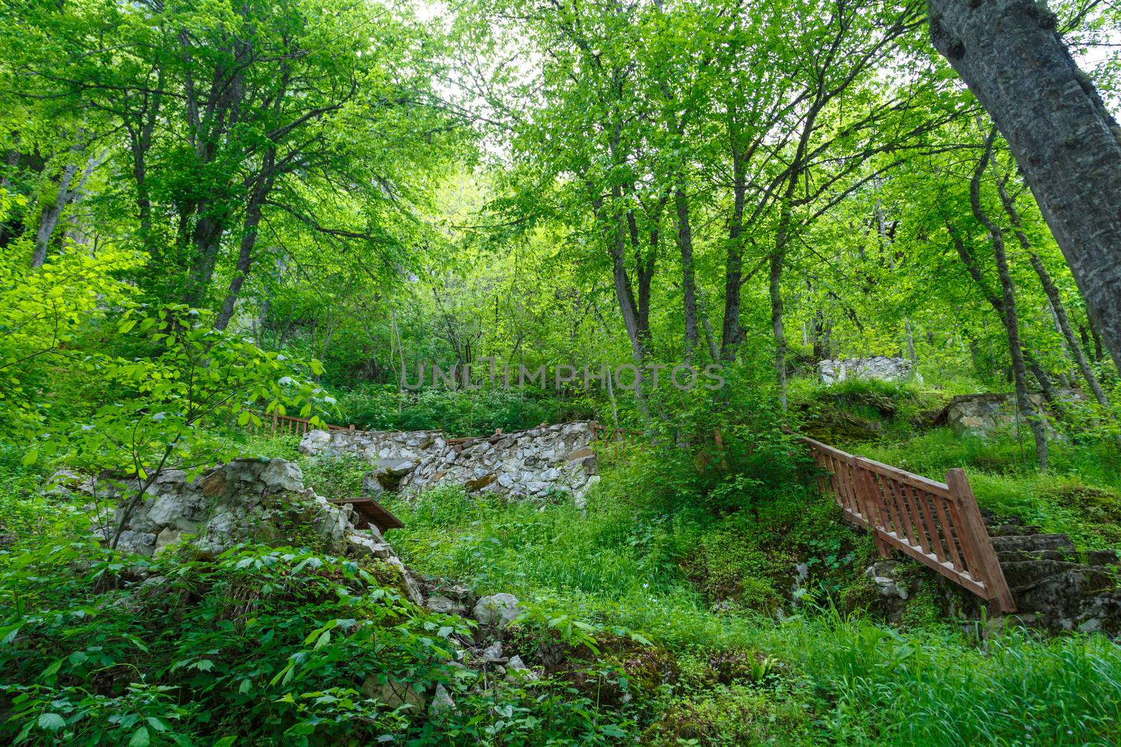 Landscape view of intense Black Sea forests with green trees, meadow area and wooden stairs.