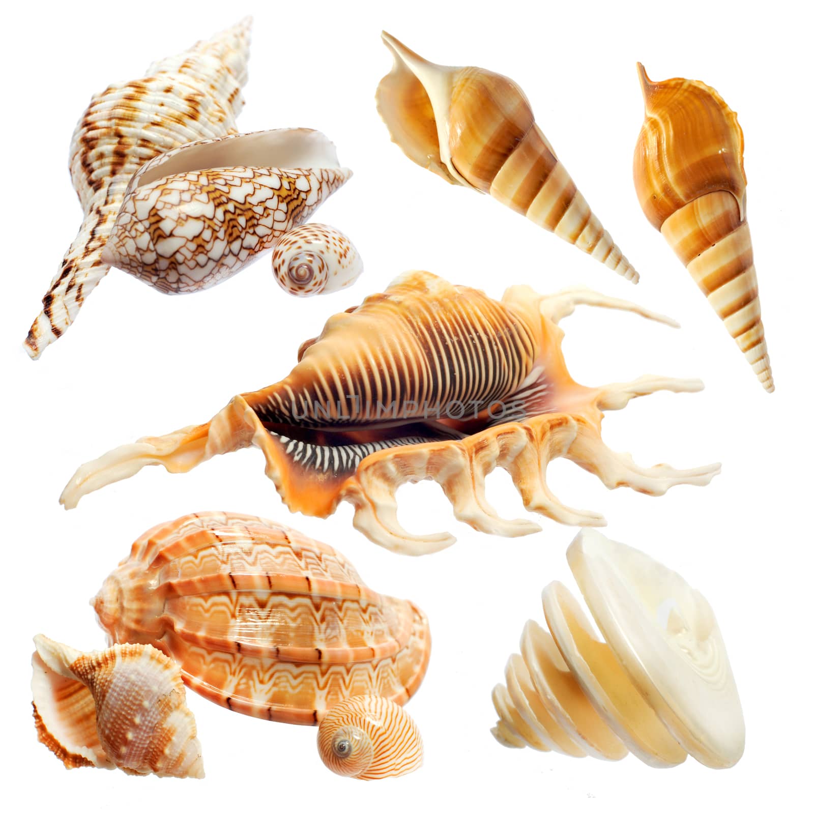 seashells on a white background