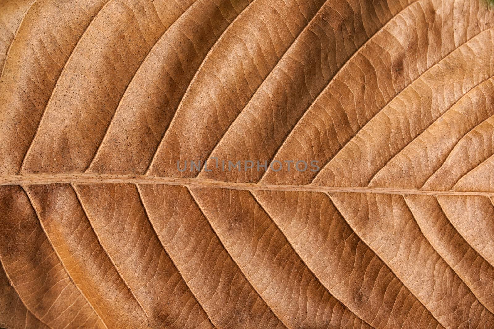 Old brown leaf texture background by nopparats