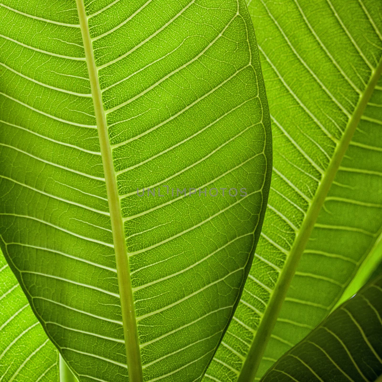 Fresh green leaf texture background by nopparats