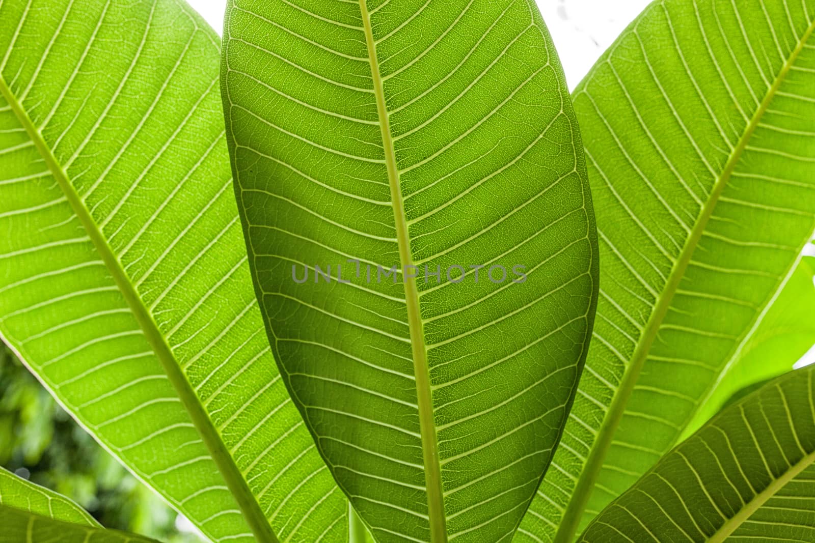 Fresh green leaf texture background by nopparats