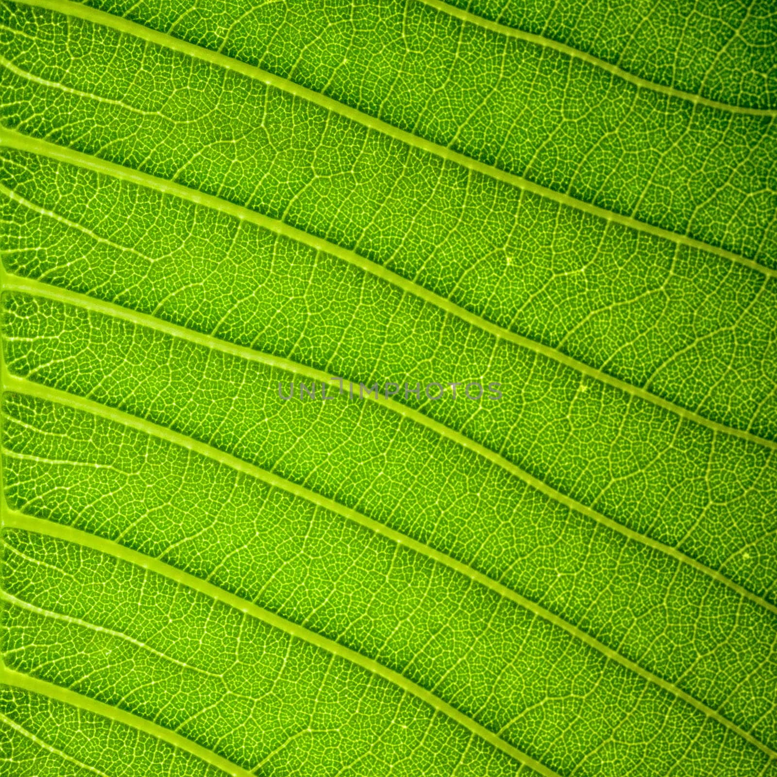 Fresh green leaf texture background by nopparats