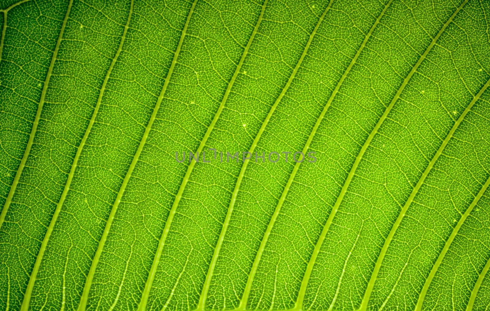 Fresh green leaf texture background by nopparats