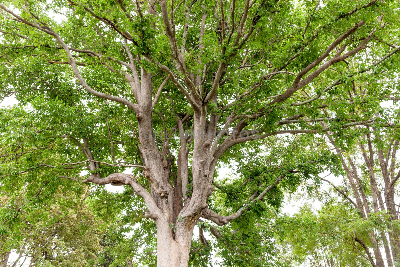 Old tree in a nature green forest .