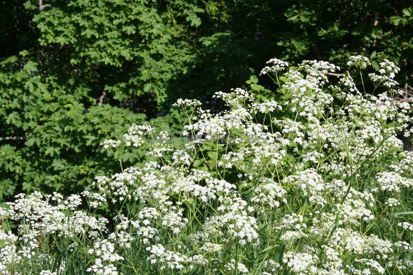 anthriscus sylvestris by elin_merete