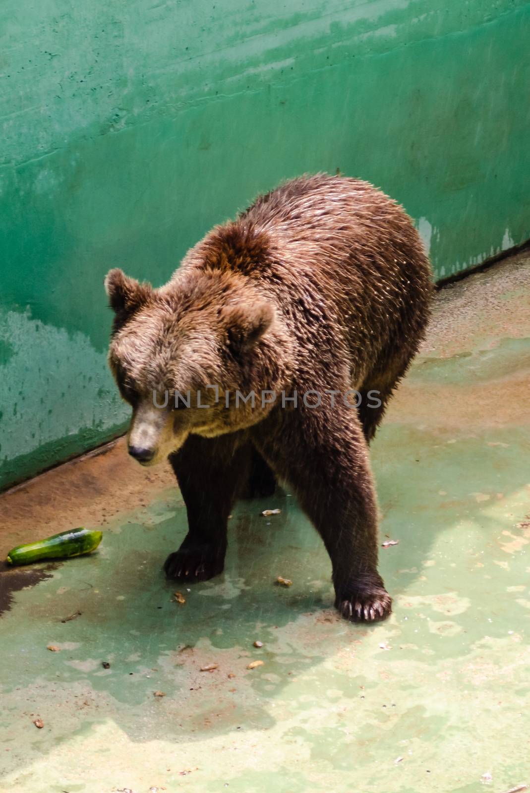 Brown bear waiting for food at the zoo