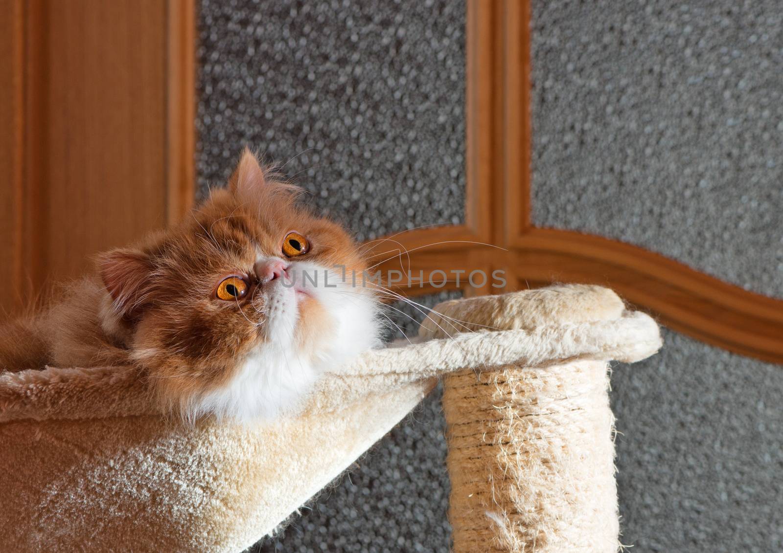 The Persian cat red with white color sits in a hammock and attentively looks