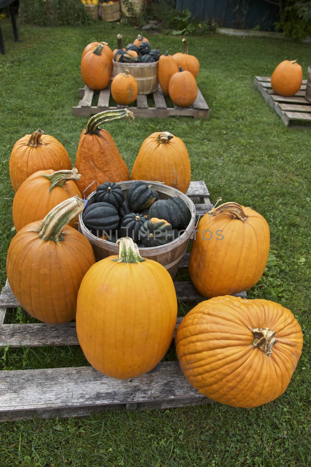 Orange Pumpkin in Fall Season