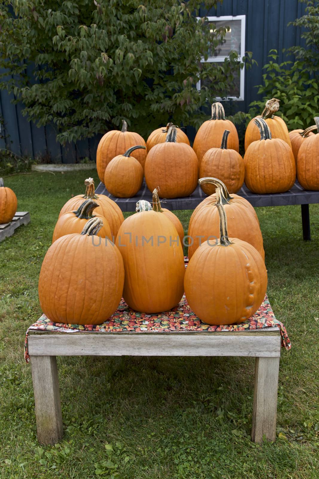 Orange Pumpkin in Fall Season