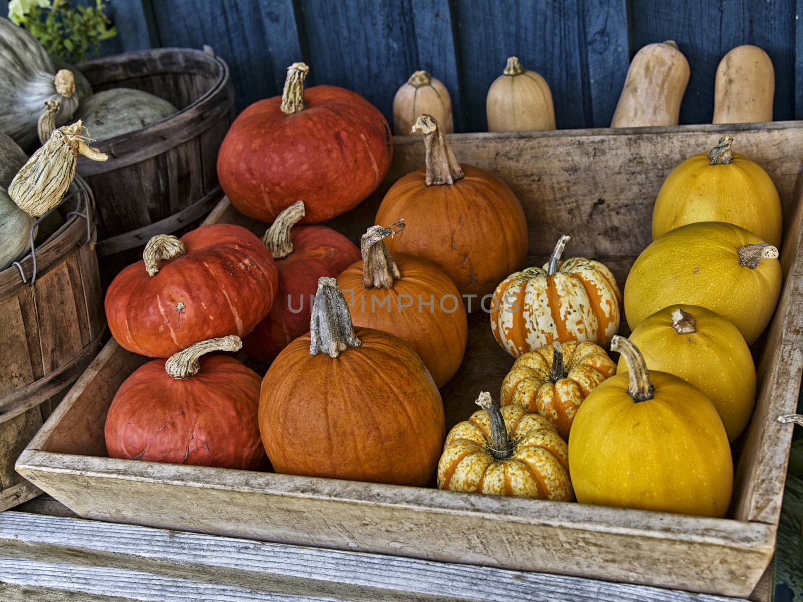 Orange Pumpkin in Autumn Season colorful pumpkins at a market