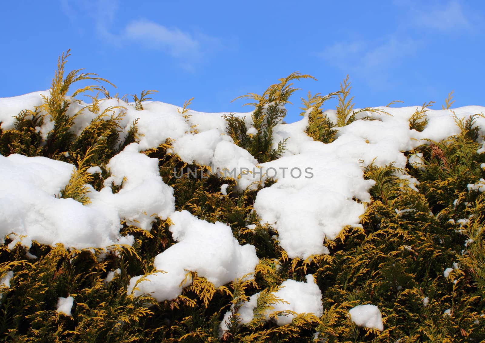 Evergreen thuja hedge background with snow and sky