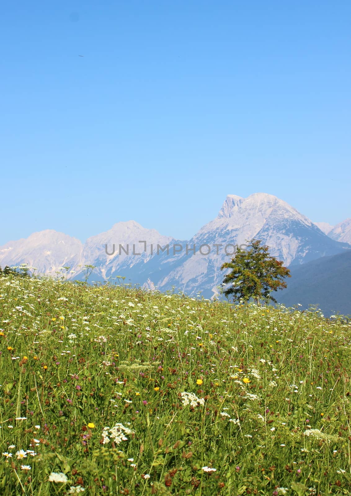 Flower field with view over mountain range