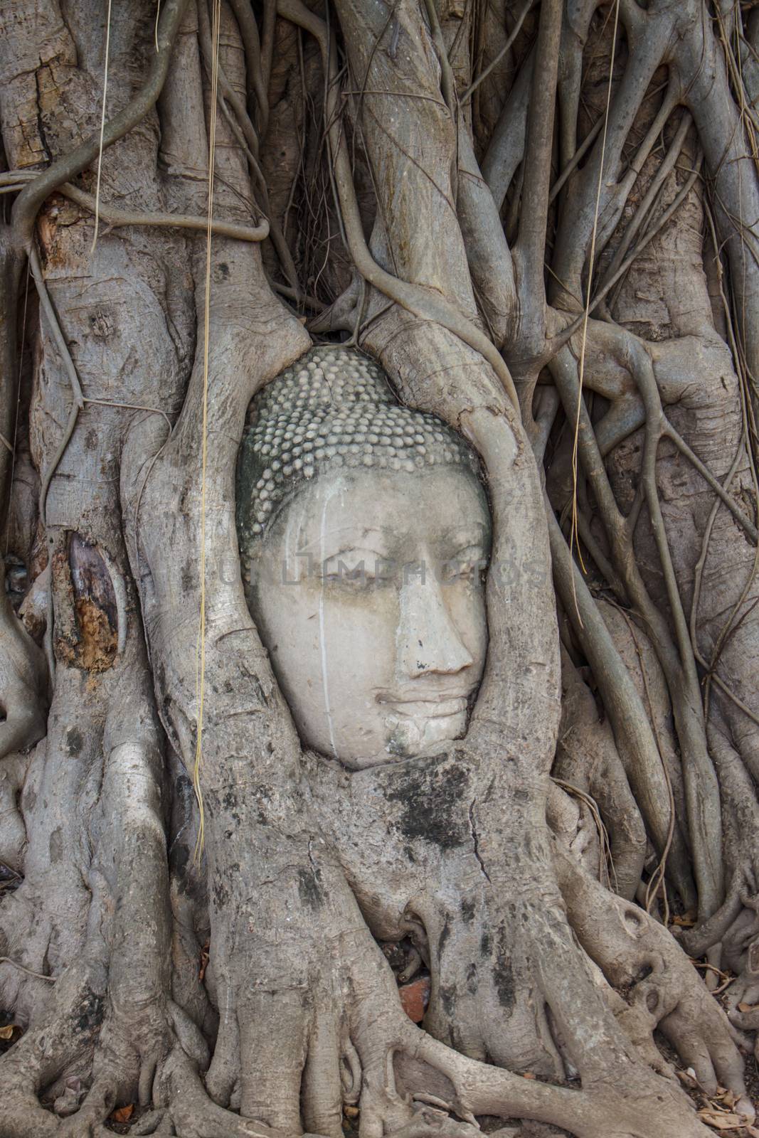 Stone head of buddha in root tree of Wat Mahathat in Ayutthaya, Thailand by worrayuth