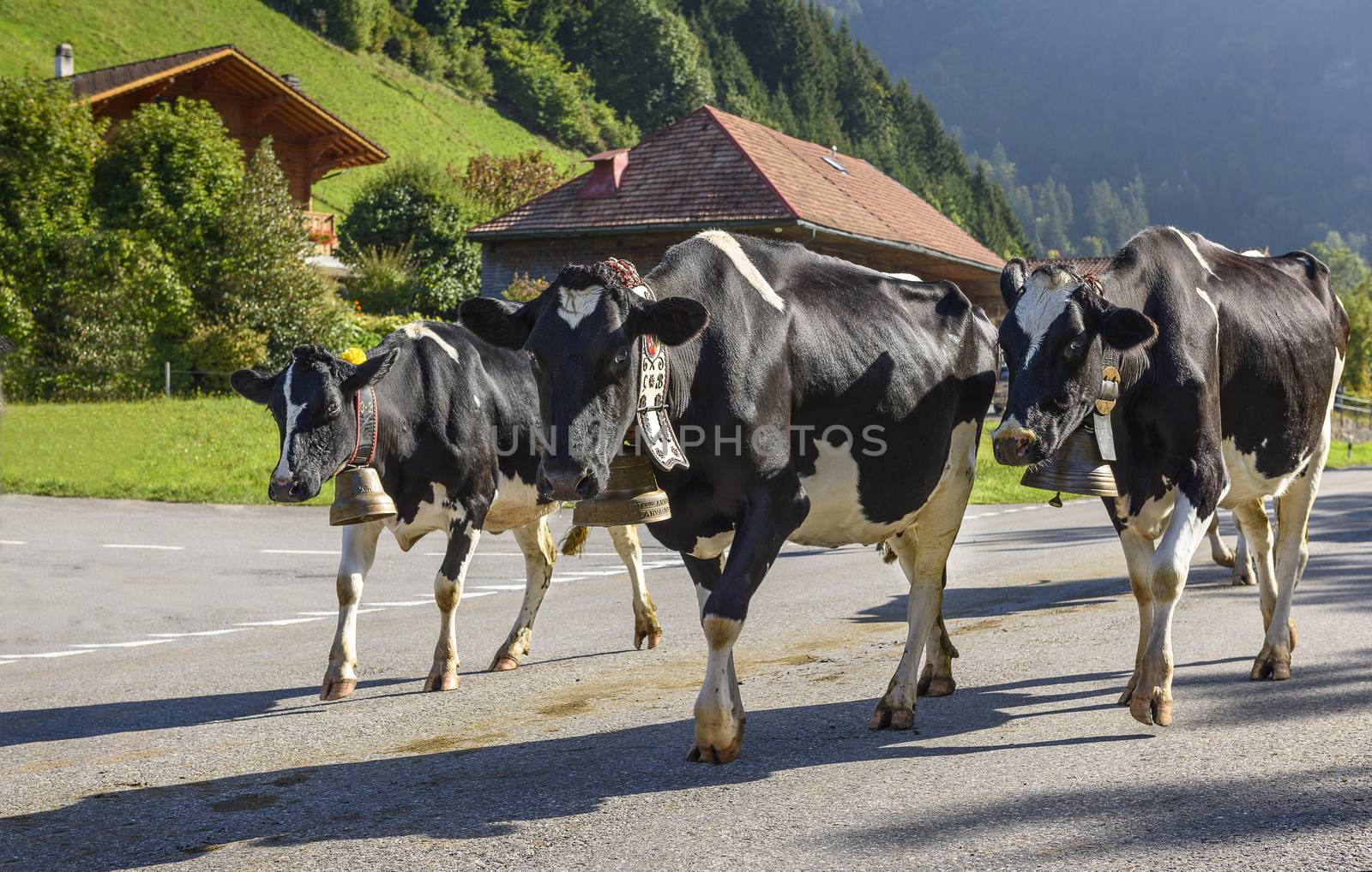 Cows on the annual transhumance at Charmey near Gruyeres, Fribourg zone on the Swiss alps