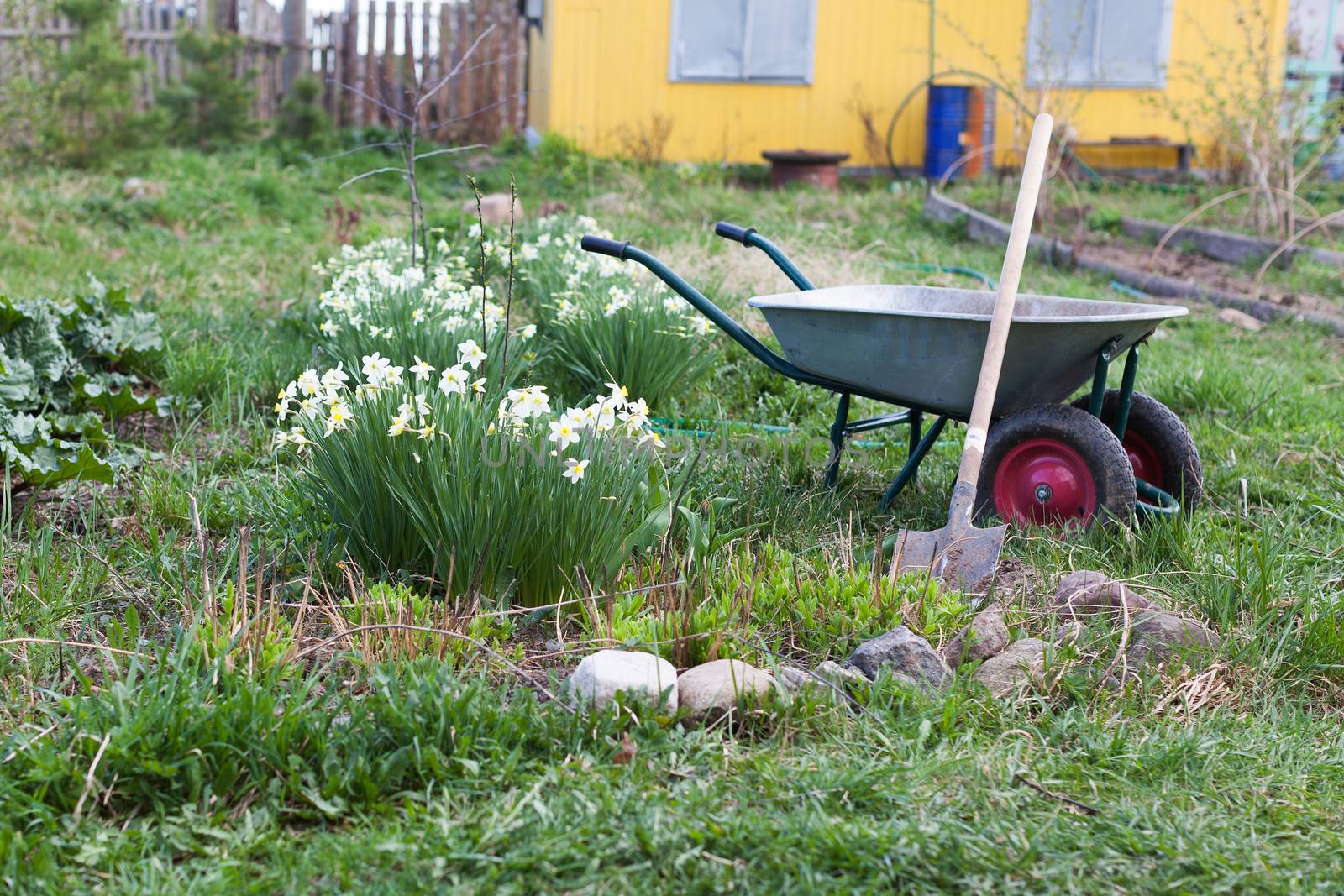 Shovel and the cart on a garden site with flowers