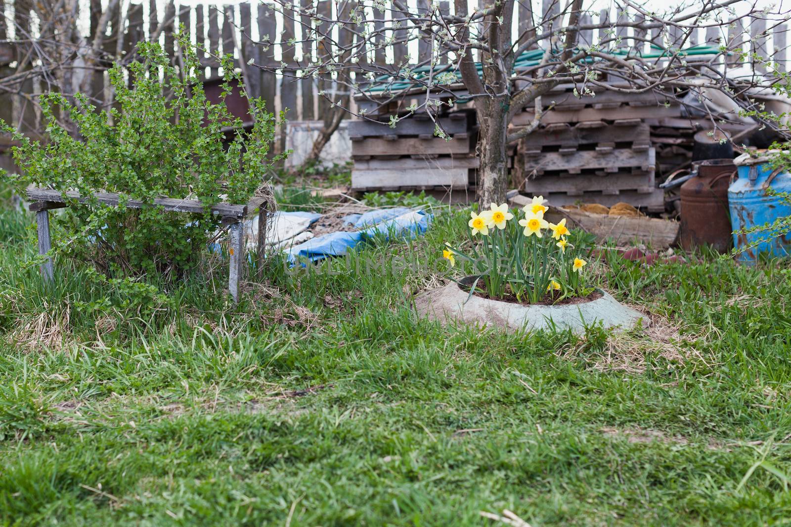 Garden ground with yellow flowers in the spring