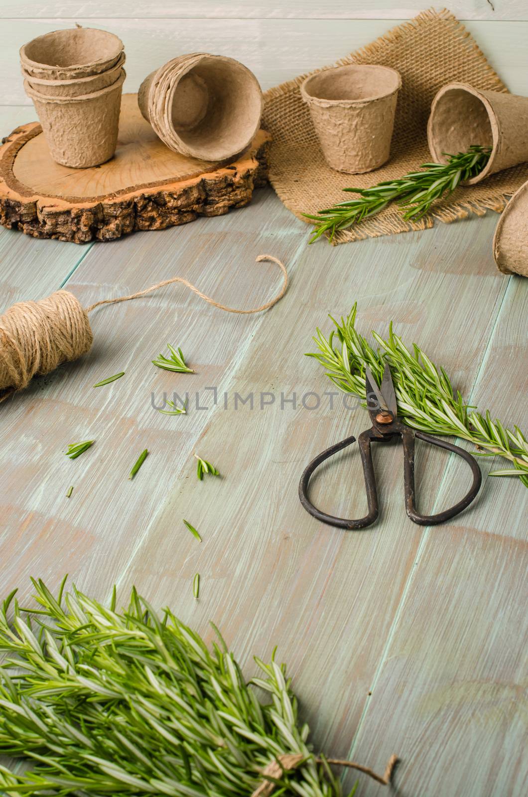 Rosemary for planting with garden tools on wooden table