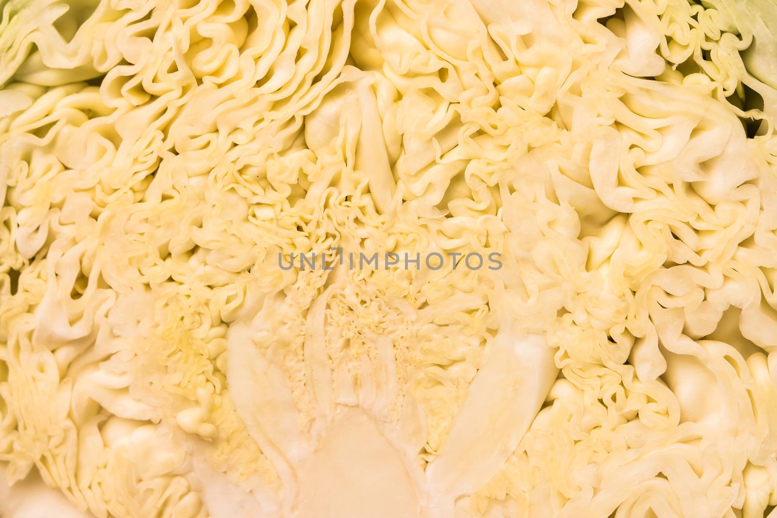 Cross section of a savoy cabbage. The cut surface of a savoy cabbage as a detailed background