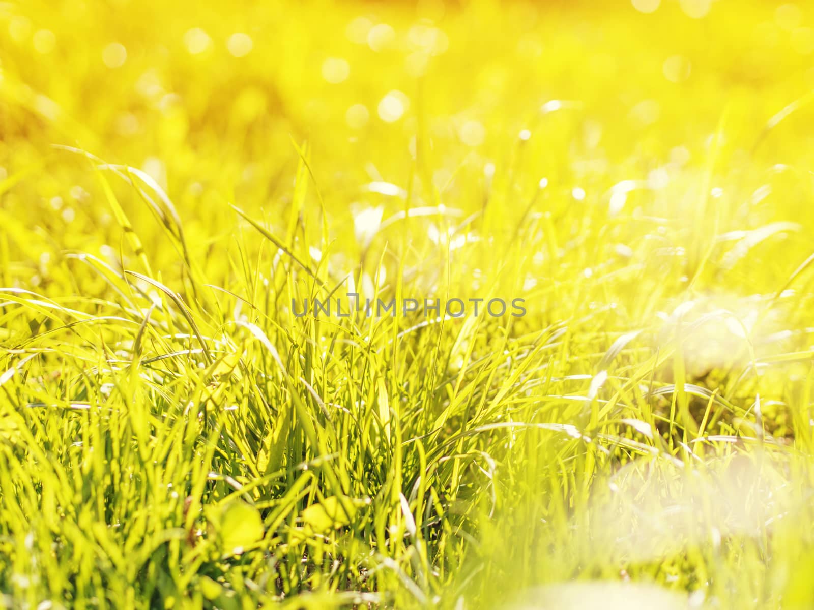 natural green grass blurred background with bokeh
