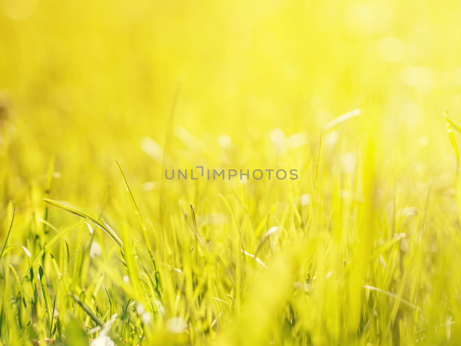 natural green grass blurred background by fascinadora