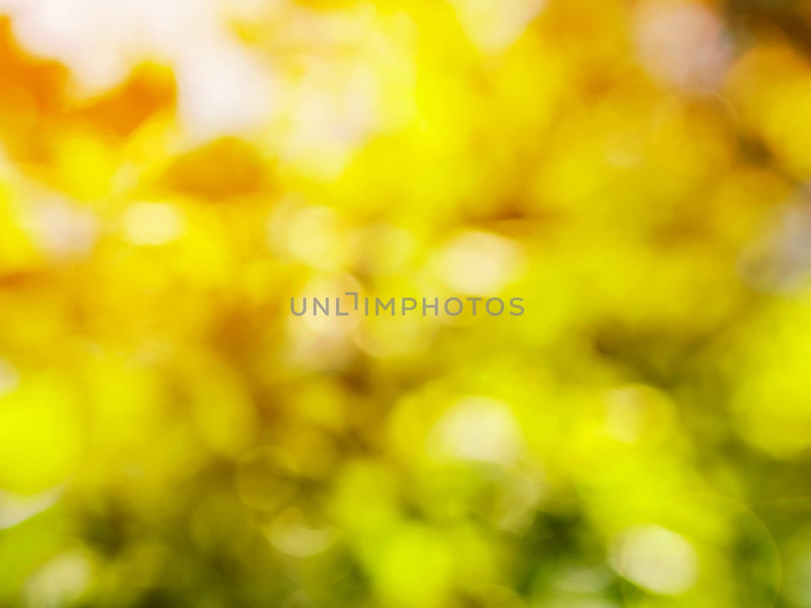 natural green leaves blurred background with bokeh