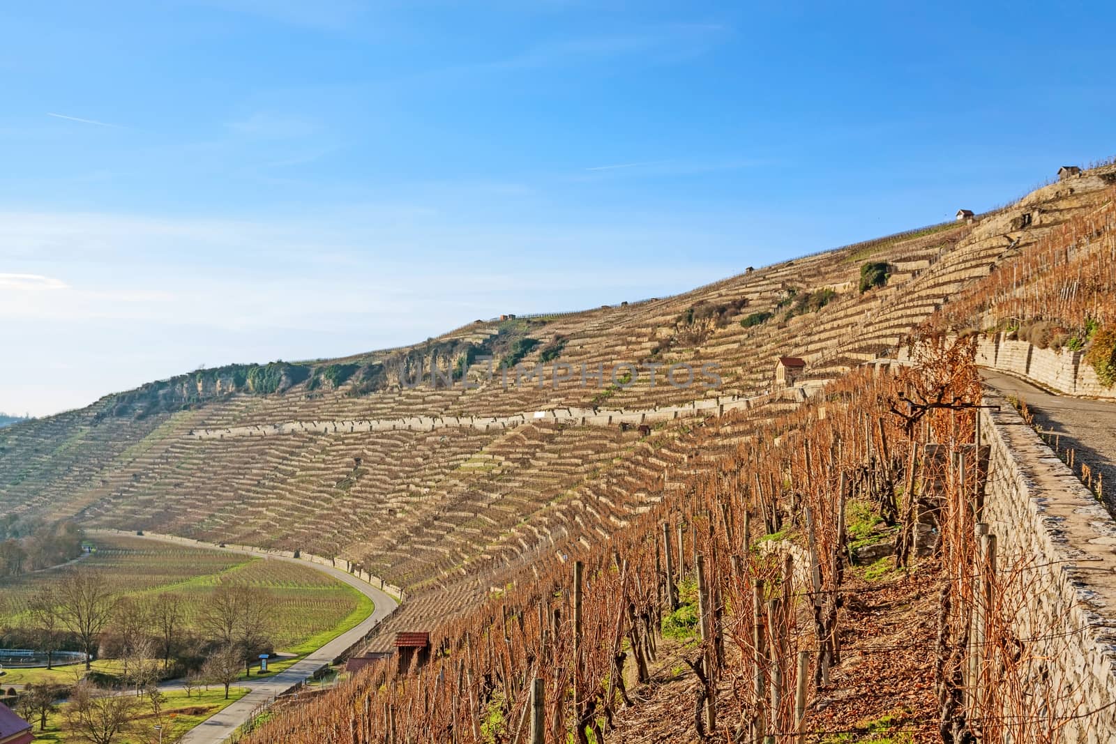 View over the vineyards (Hessigheimer Felsengaerten)