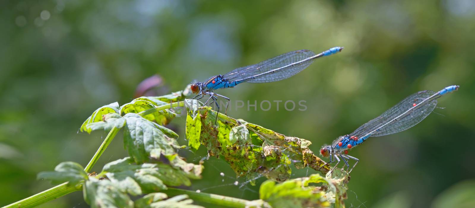 Blue Coenagrionidae in forest by mady70