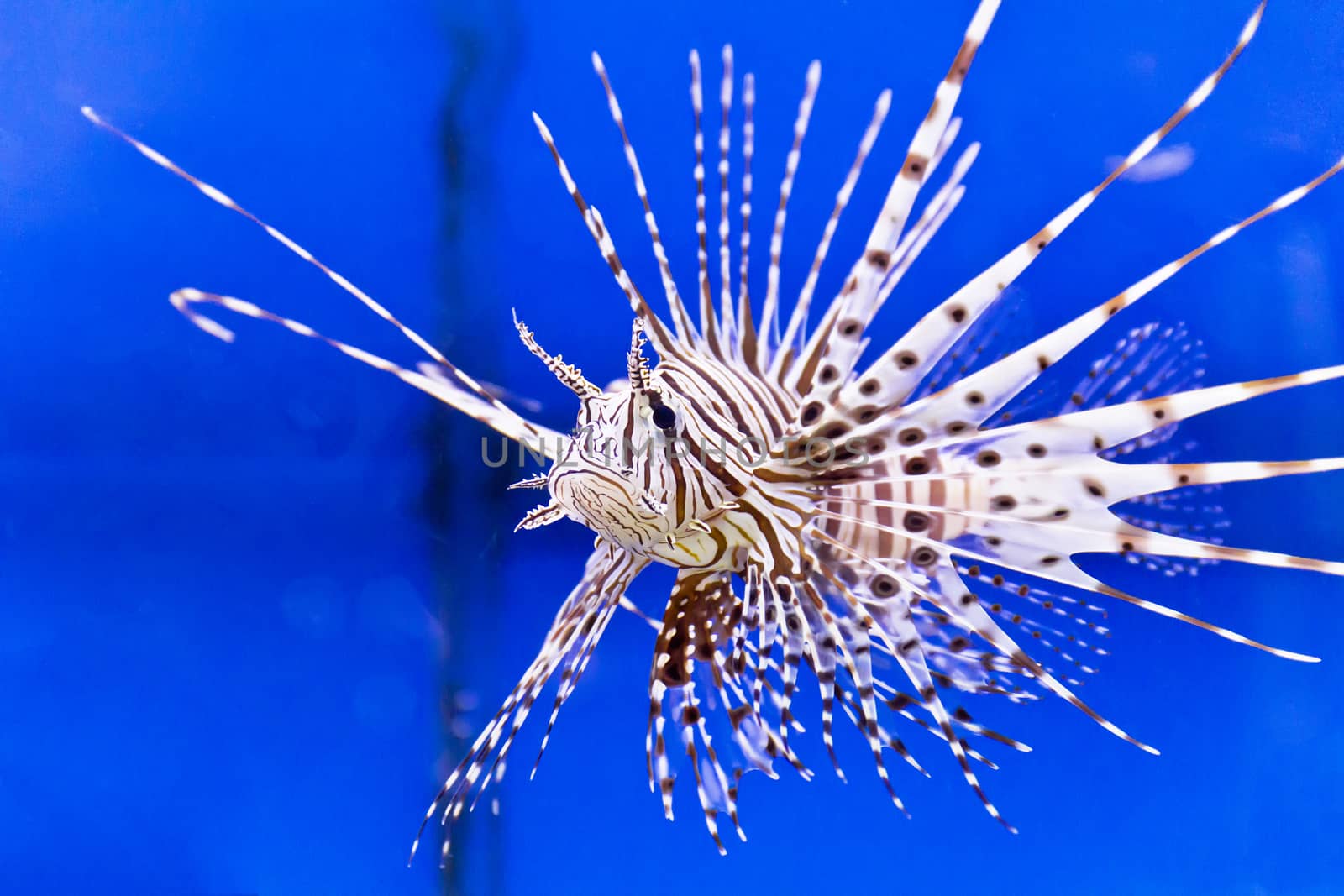 Photo of striped pterois volitans in aquarium